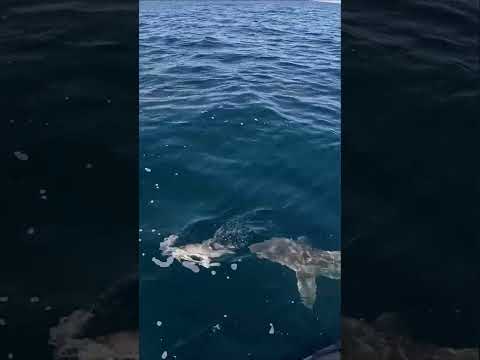 35 Miles offshore on a SEADOO and THIS Happened!!