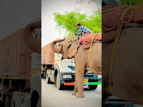 श्री देवी को देखिए कितना हुसियार है ❤️🥺 #trendingshorts #love #bhojpurisong #cute #sadsongs
