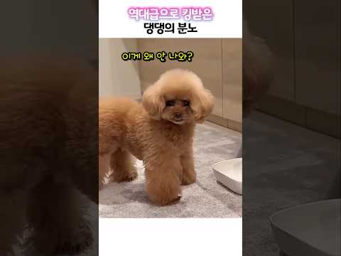 역대급으로 킹받은 댕댕의 분노