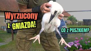 Młody BOCIAN wyrzucony z GNIAZDA. Co się stało z PUSZKIEM?