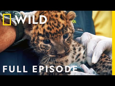 Reuniting a Leopard Cub with its Mother (Full Episode) | Jungle Animal Rescue