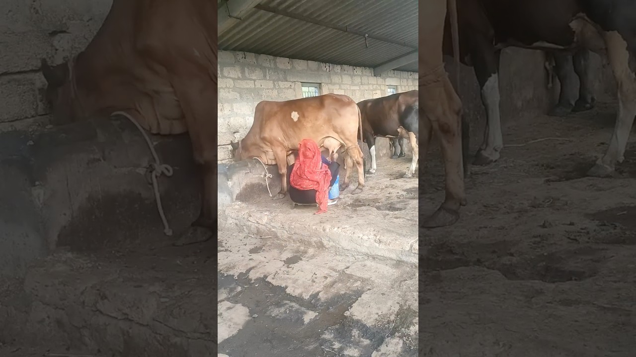 Buy Ghee with Video Proof - Order #119 Ghee Making Video