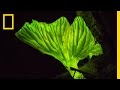 Insect Interactions with Bioluminescent Fungi