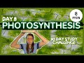 Photosynthesis Concepts and Processes