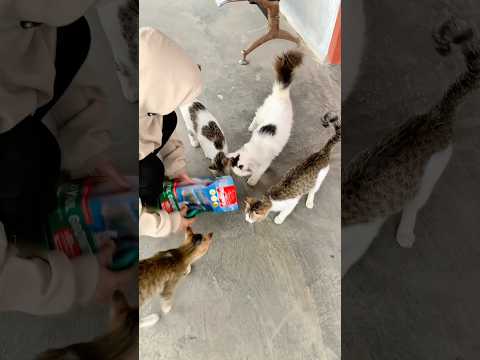 Lahap Banget Kucingnya