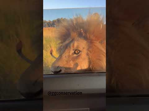 King Samburu & The Suzuki.. wash, spray & go lion car wash!!