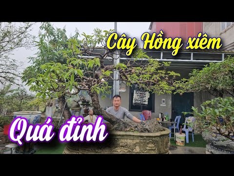 SH.10075. Cây Hồng Xiêm dáng đẹp quá đỉnh.