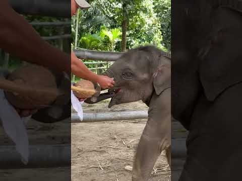 "Why's This Coconut Taking So Long?" (A Calf's Squeak)