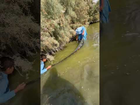 ๐ฑ๐๐#fishing #fish #fishing