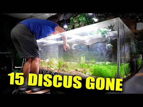 THIS discus aquarium is OVER ALREADY!?! The king of DIY discus fish tank TRUTH reveal