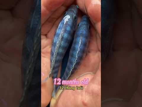 Quá trình phát triển của Cá Ali như thế nào ? Nhớ xem hết clip #traicabetta #bettasales