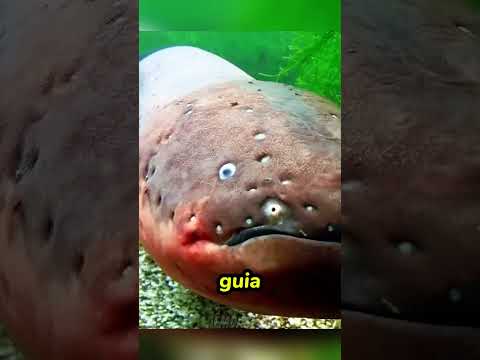 😱😱 Os Animais Mais Perigosos do Rio Amazonas | Parte 2 #shorts #curiosidades #fauna #amazônia