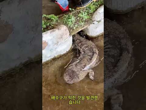 ์ ์ฃผ ๋ฐฐ์๊ตฌ์์ ๋ฐ๊ฒฌ๋ ๋ค๋ฆฌ ๋ฌ๋ฆฐ ๋ฉ๊ธฐ ์ ์ฒด๋