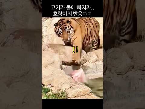 밥 먹다 밥이 사라져버리자 호랑이의 반응ㅋㅋ