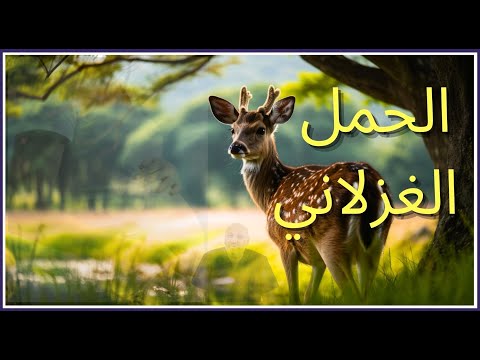 الحمل الغزلاني أو دورة شهرية مستمرة مع الحمل