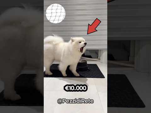 I 3 CANI PIÙ COSTOSI AL MONDO😱🌍 #PezzidiRete #curiosità #cani #shorts
