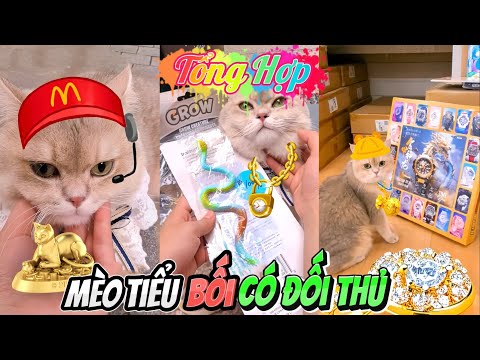 [TỔNG HỢP] Mèo Tiểu Bối Có Đối Thủ Tìm Kho Báu | Mới Nhất (Quỳnh Vịt)