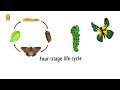 Insect Life Cycle and Metamorphosis