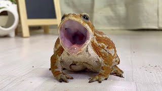 うちのカエル達が賑やかすぎて寝れません…