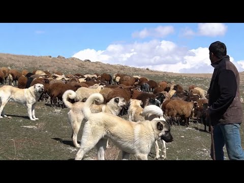 MORKOYUN SÜRÜSÜNÜ KORUYAN GERÇEK KANGAL KÖPEĞİNİ ÇOK BEĞENECEKSİNİZ ! ( ERZURUM ÇOBAN BELGESELİ )