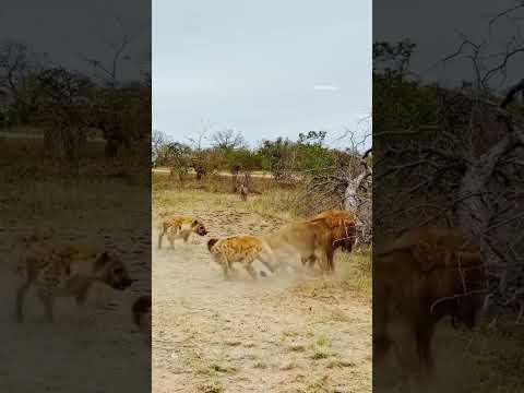 Hyena VS Lion The animal world of the weak and the strong. Hyena Lion