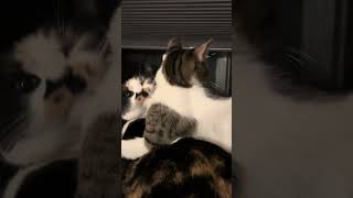 Kitten bath time.