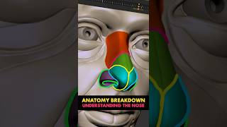 Handy tip for sculpting the nose in ZBrush or Blender
