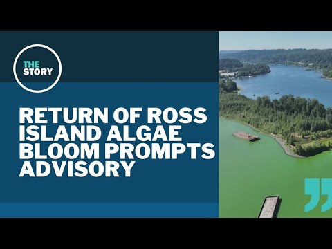 YouTube video thumbnail: Oregon Health Authority Issues Advisory for Parts of Willamette River, Ross Island Lagoon