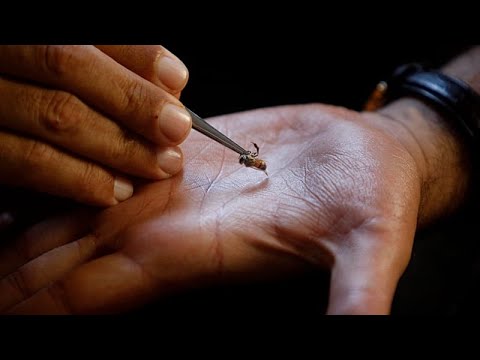 YouTube video thumbnail: In Kenya, Bee Stings Are Being Used to Treat Illnesses