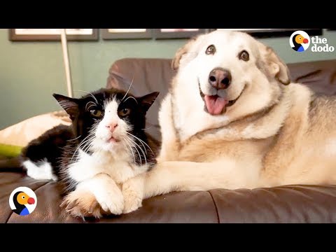 SAD Dog Loses Cat Best Friend, But Gets 4 Foster Kittens To Take Care Of