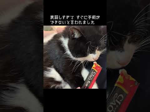 野良猫から家猫へ【つよボム】