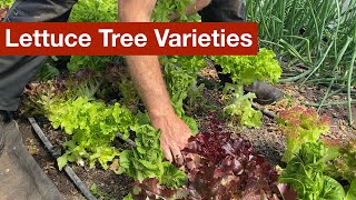 The Best Varieties for Lettuce Trees