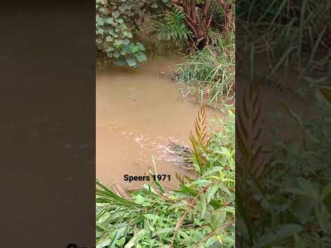 waspadai yg satu ini sebelum mandi di sungai..