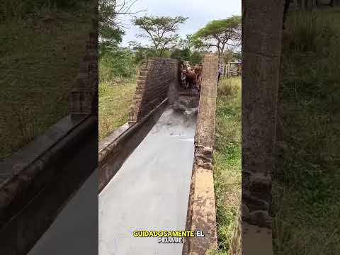 Mira como bañan a las vacas!! Tu eres una vaca??