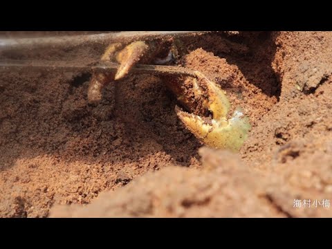 红树林里全都是老螃蟹，2斤一只算小的，妹子一人挖都挖不完，太过瘾了！全是巨无霸大螃蟹