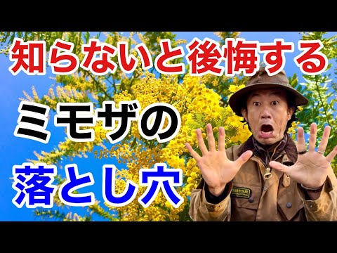 【浮かれて買ってはいけません】ミモザには隠れた性質があります　　　        【カーメン君】【園芸】【ガーデニング】【初心者】