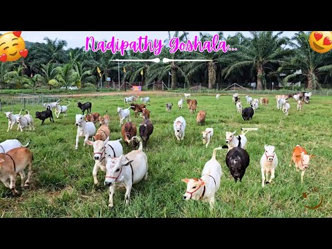 Nadipathy Goshala Yeleswaram | Dr. P. Krishnam Raju | #youtube #animals #cow #yt #cow #punganur