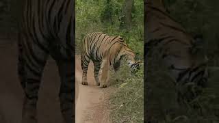 Uma female tigress sighting at shedegaon gate buffer zone tadoba 😍🐯🐅🐅#chaava #tiger #tigerspotted