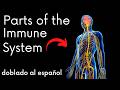 Understanding the Immune System