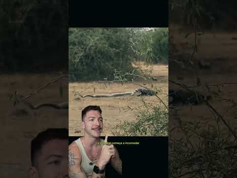 Esse animal pode ser considerado Top 3 mais brabo da natureza, só pelas lutas dele