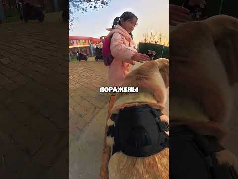 собака сама забирает девочку из школы