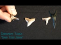 Shark Teeth Characteristics and Species