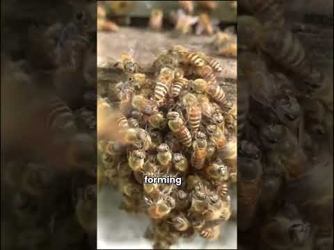 How Bees Defend Their Hive From Hornets?