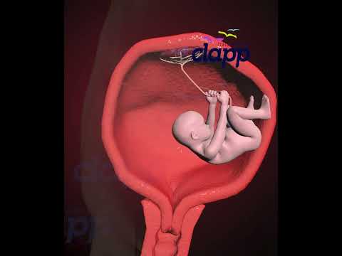 Precious Baby Moments Inside the Womb! 👶🌈 #WombWonder #BabyMoments" (3D Animation)