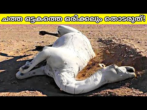 Don't Touch A Dead Camel In The Desert