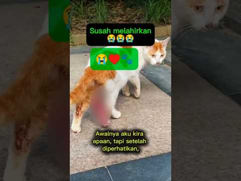 Astaga! Kucing Melahirkan 🐾, tetapi kesusahan 😭 #catshorts #melahirkan #catbirth #sad