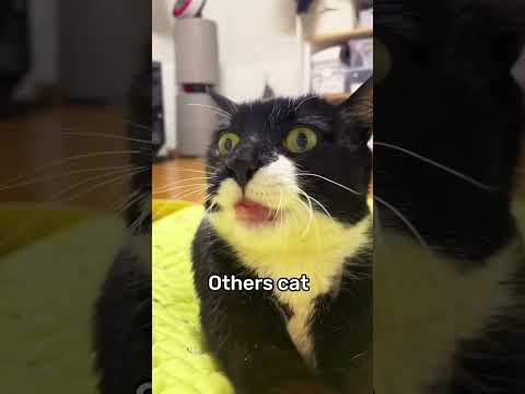 Others cat vs my cat #funny #foryou #happy #cat #cute