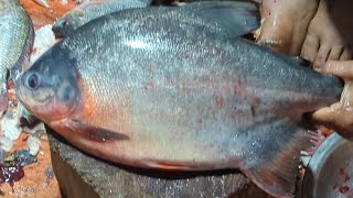 Fastet Cutting Skills ||Amazing Giant Piranha Fish Cutting By Expert Fish Cutter In Bangladesh #fish