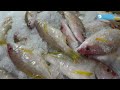Fish Processing and Quality Control