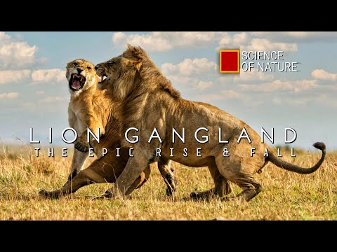 Lion Gangland - The Epic Rise & Fall